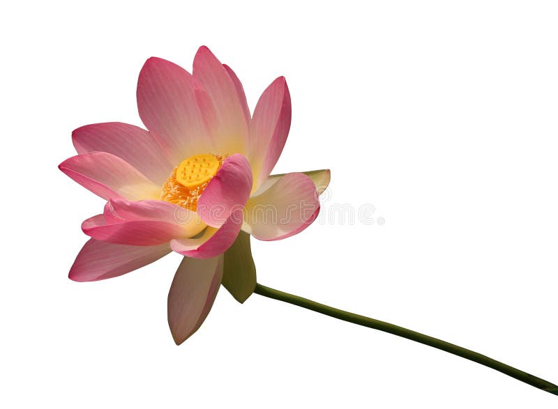 Isolated Lotus