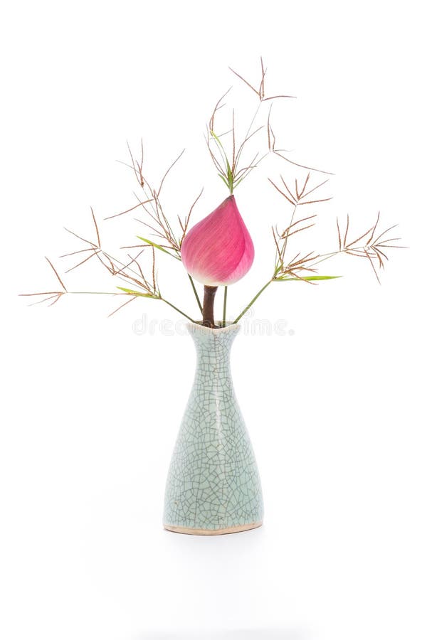 Blooming White Lotus Flower Stock Photo Image of green, blooming