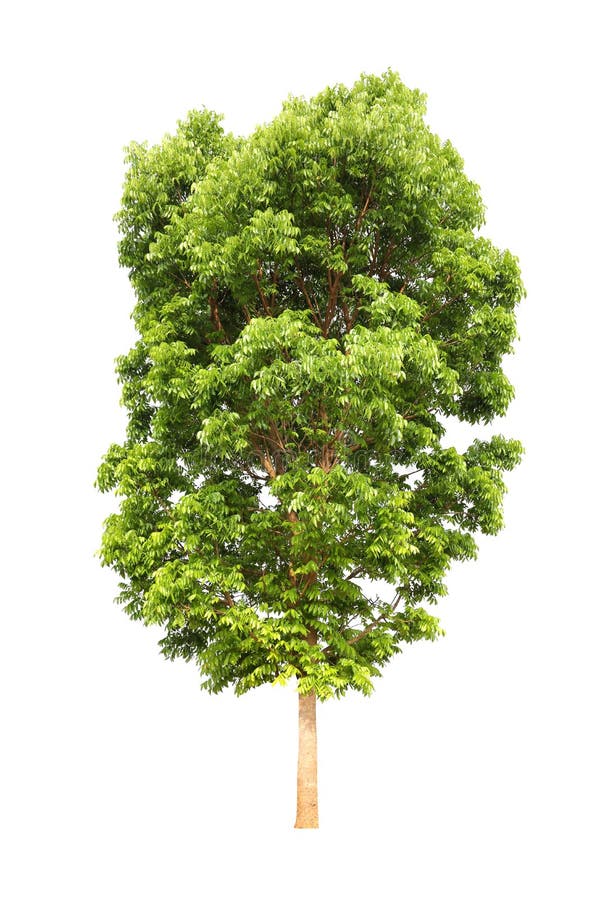 Isolated Mahogany Tree on White Background for Landscape Design Stock