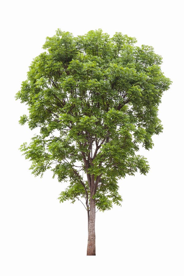Isolated Mahogany Tree on White Background for Landscape Design Stock
