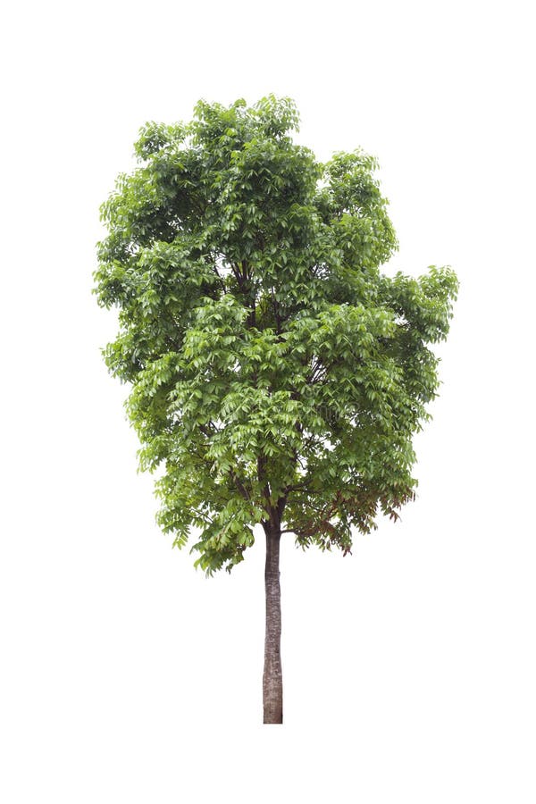 Isolated Mahogany Tree On White Background For Landscape Design Stock
