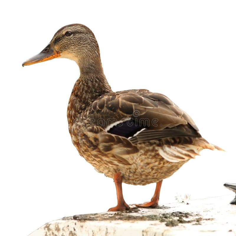 Isolation Of Mallard Walking Stock Image - Image of funny ...