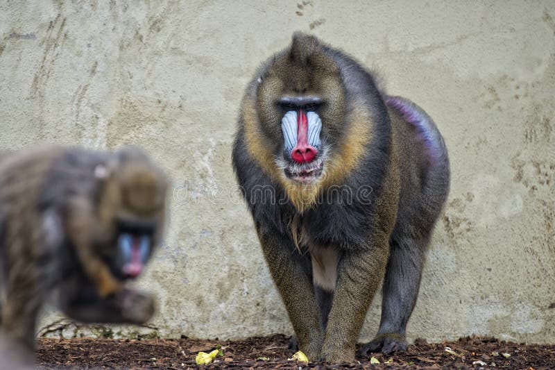 2,632 Mandrill Monkey Stock Photos - Free & Royalty-Free Stock