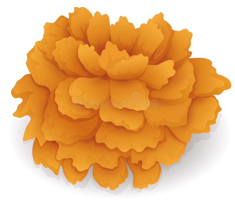 Cempasuchil Petals Stock Illustrations – 22 Cempasuchil Petals Stock  Illustrations, Vectors & Clipart - Dreamstime