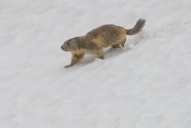 Isolated Marmot while running on the snow