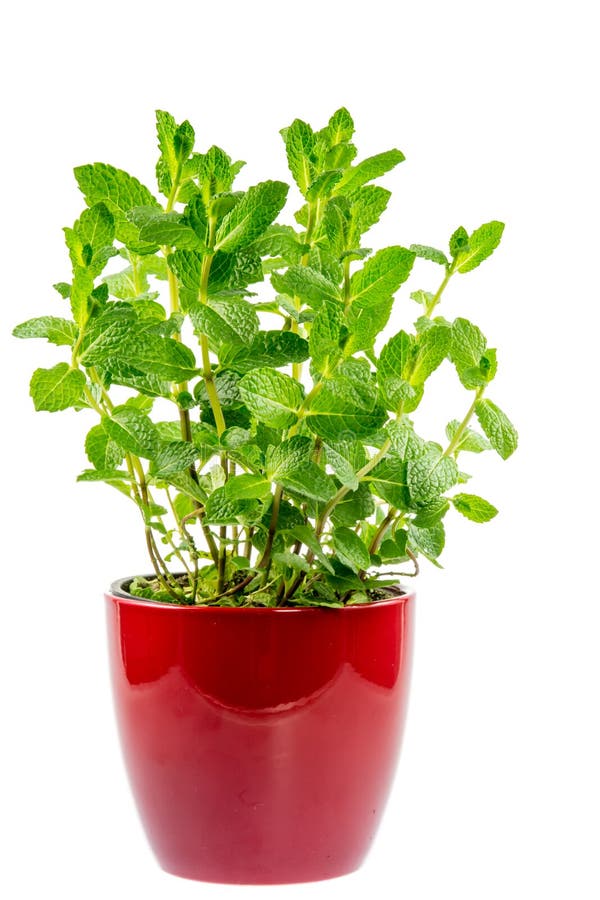 Mint plant in a pot stock photo. Image of color, healthy 36366202