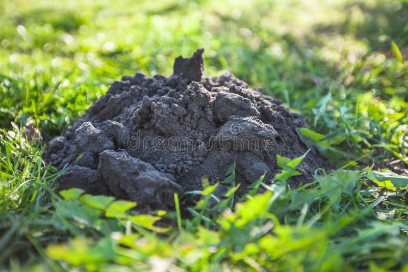 Isolated molehill in grass stock photo. Image of garden 66510946