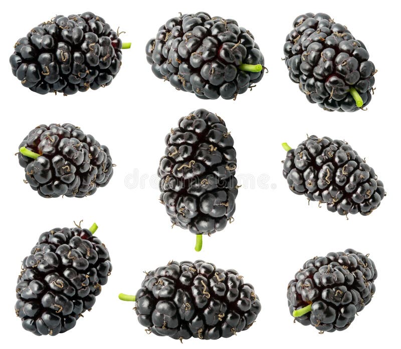 Isolated mulberries. Collection of nine mulberry of different shapes isolated on white background with clipping path. royalty free stock photo