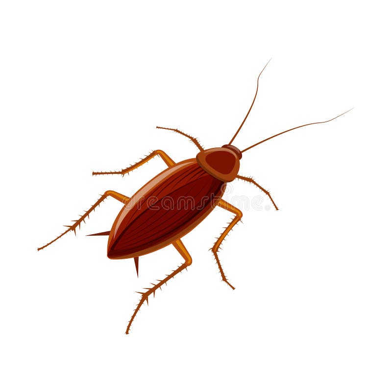 Cockroach Dirty Broun Pest and Disgusting Roach Crawling Bug Cartoon ...
