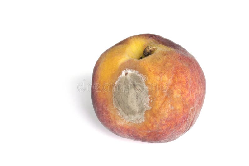 Rotten Peach stock image. Image of unhealthy, rotten, fuzzy 4595203