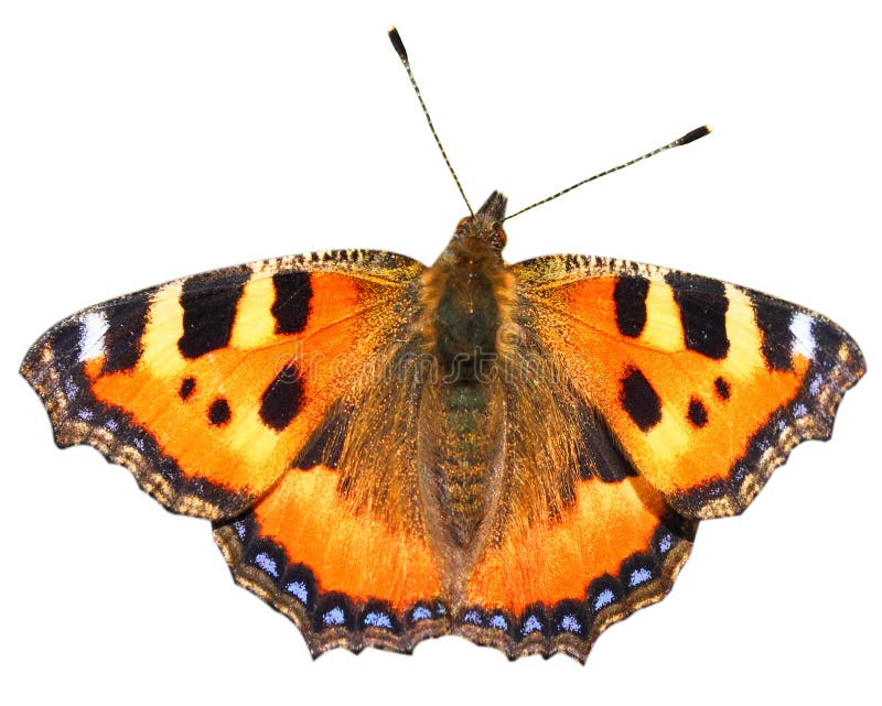 Isolated orange butterfly