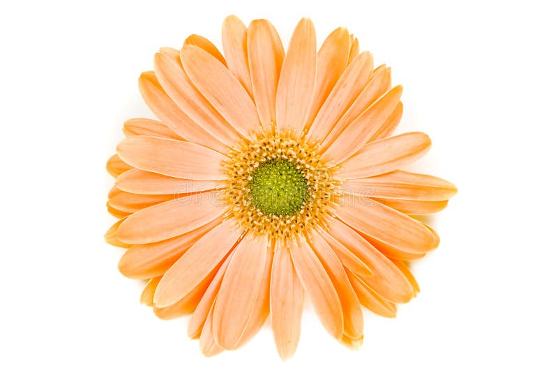 Isolated Orange Gerber Daisy