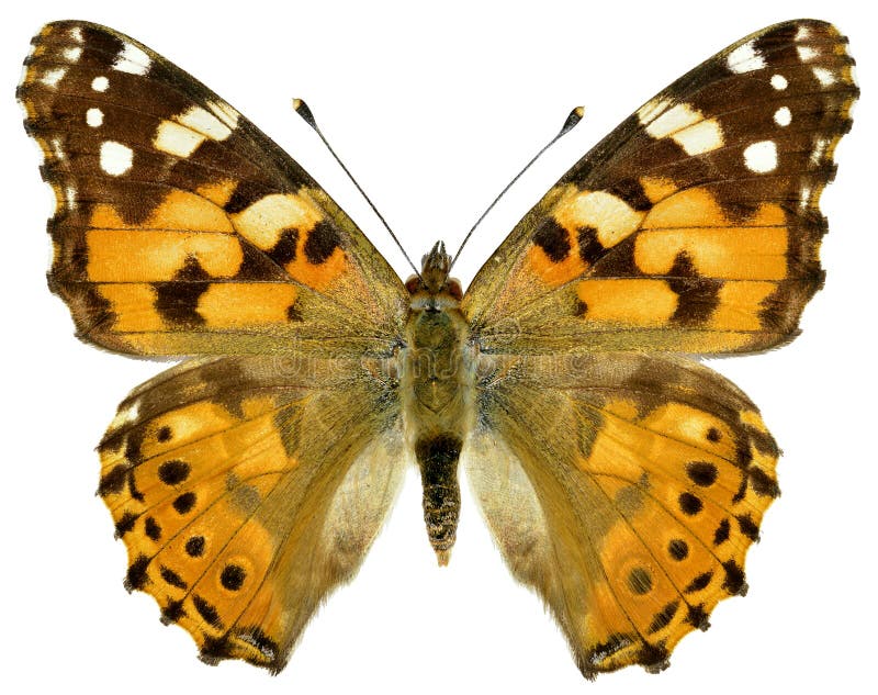 Painted lady butterfly (Cynthia cardui ou Vanessa cardui) isolated on white background. Painted lady butterfly (Cynthia cardui ou Vanessa cardui) isolated on white background