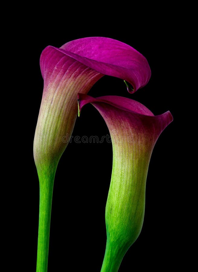 Still life pair of touching purple calla blossoms on black background