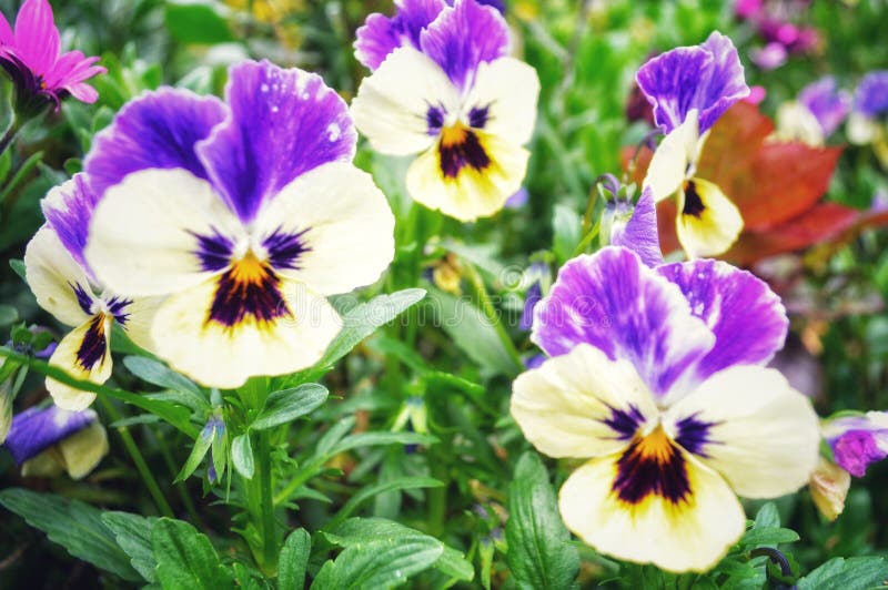 Isolated Pansy flower stock photo. Image of garden, diameter 123774006