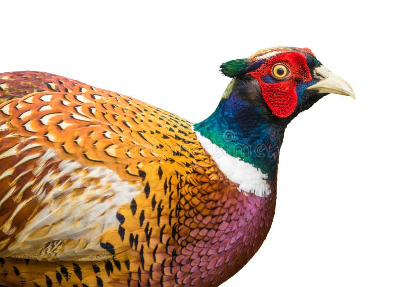 Isolated Detail Of A Male Pheasant Bird. Isolated Detail Of A Male Pheasant Bird