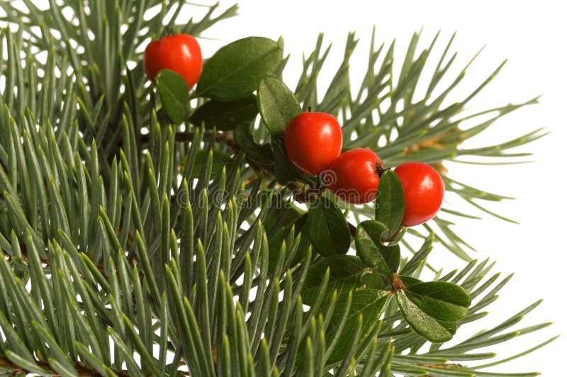 Isolated pine branch with berries