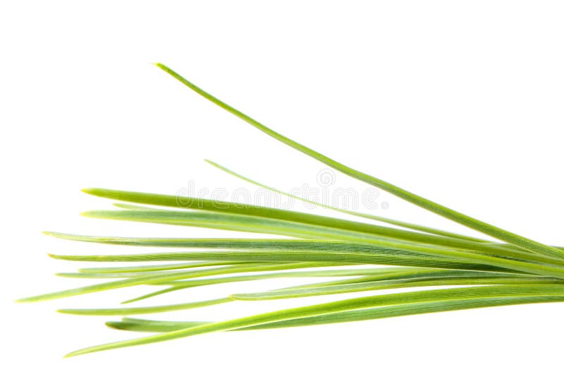 Isolated Pine Leaf - Stock Image