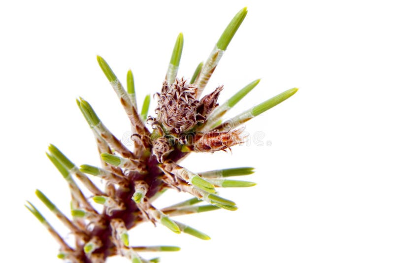 Isolated Pine Leaf - Stock Image