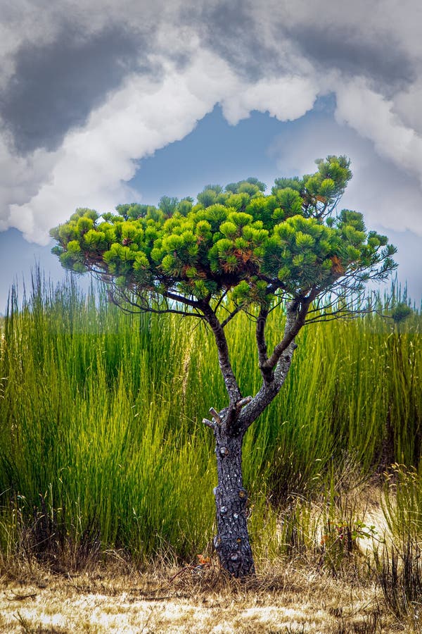An Isolated Pine Tree Growing in the Sand Stock Photo Image of