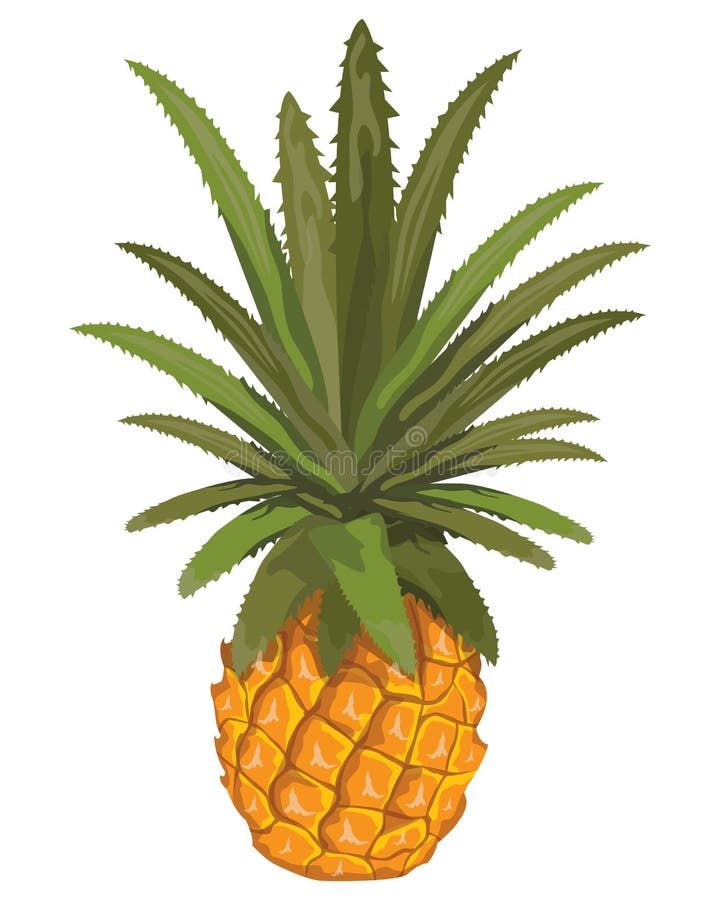 Isolated pineapple on white background vector illustration