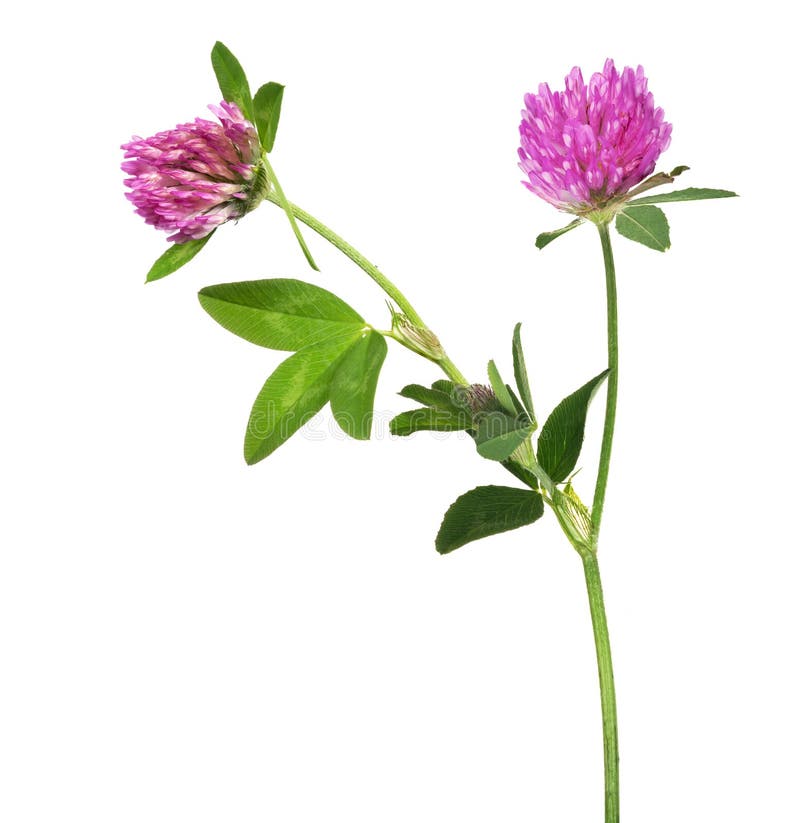Pink Clover Flower and Four Element Leaf Stock Photo Image of symbol