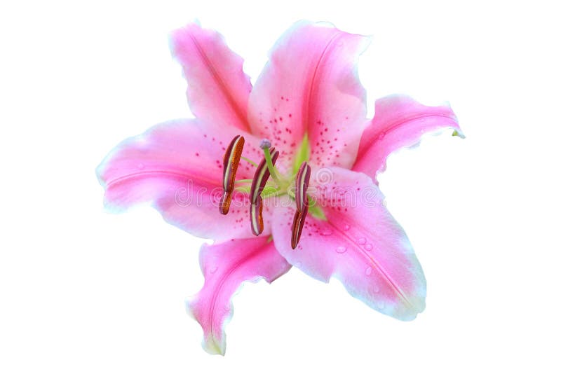 Isolated Pink Lily Flower on White Background. Stock Photo Image of