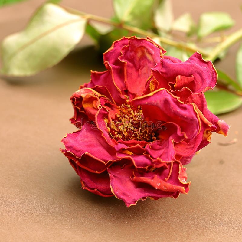 Isolated  pink withered rose in autumn  with green leaves on light brown backgroung