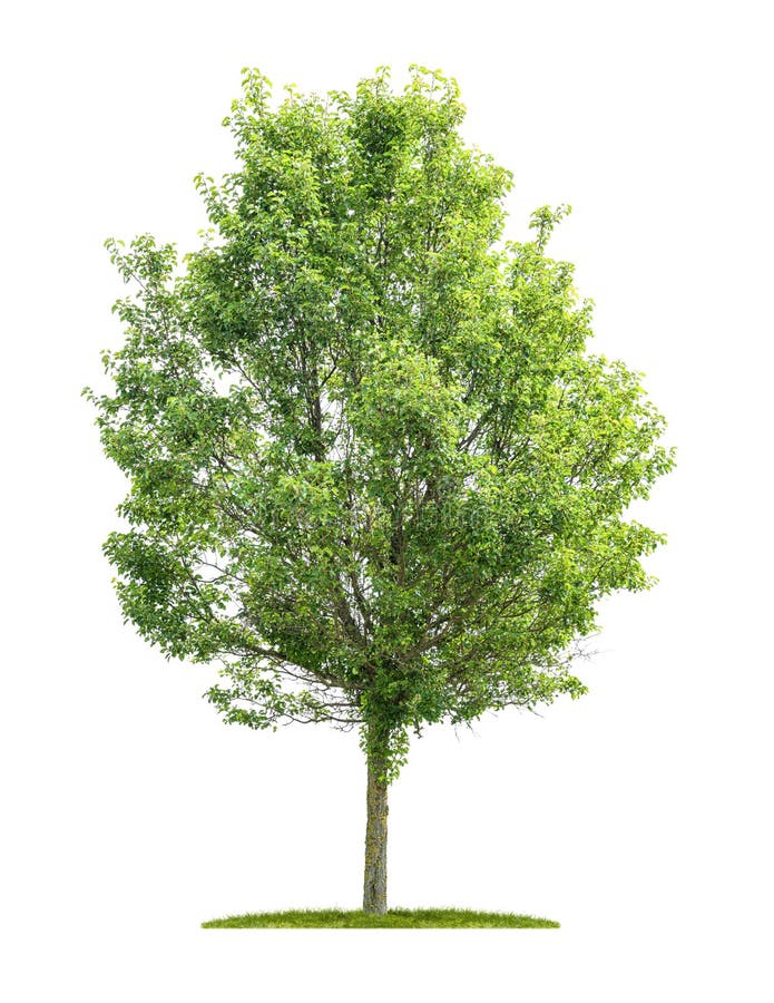 Isolated Poplar tree on a white background