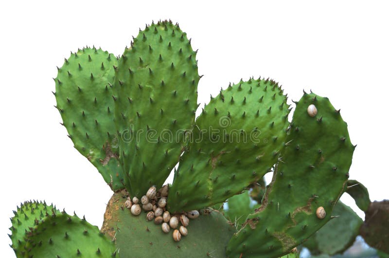 Isolated Prickly Pear Cactus with Snails
