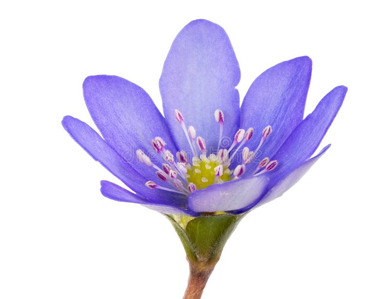 Isolated purple liverleaf flower blossom