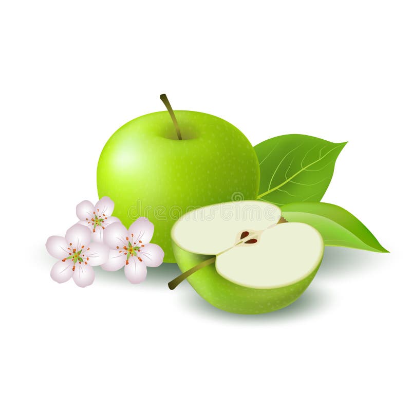 Isolated realistic colored green half apple and whole juicy fruit with white flower, green leaves and shadow on white background. vector illustration Isolated realistic colored green half apple and whole juicy fruit with white flower, green leaves and shadow on white background. vector illustration