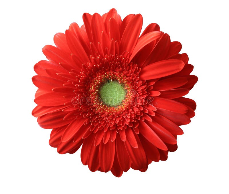 Red Gerber Daisy Isolated On White Stock Photo Image of isolated