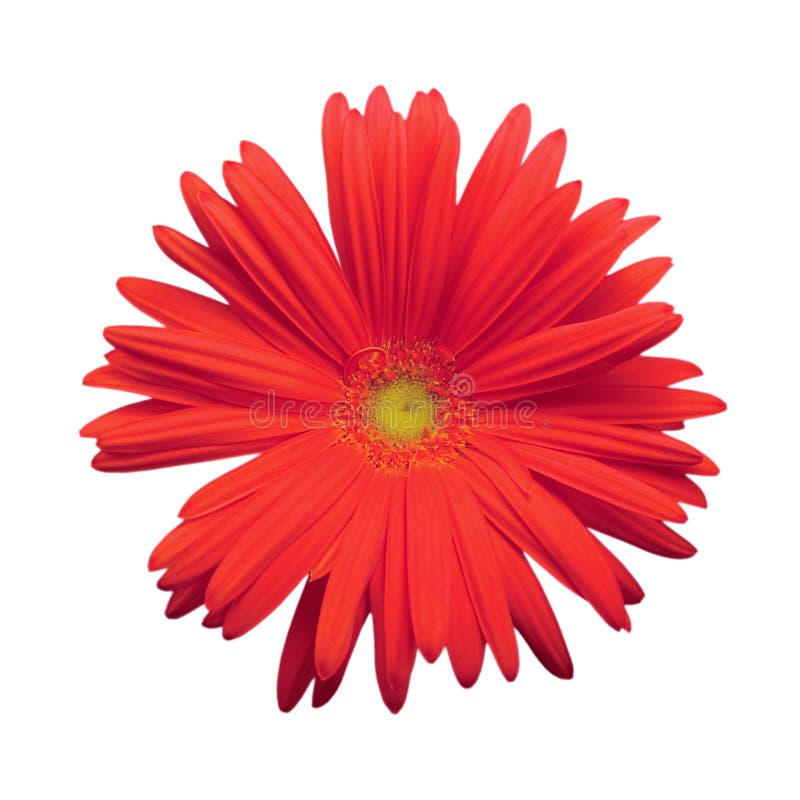 Isolated Red Gerber Daisy