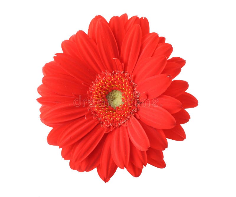 Maroon Gerbera Stock Photos Free Royalty Free Stock Photos