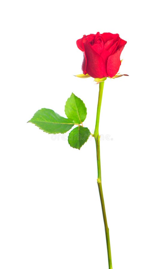 Beautiful Red Rose on a White Background Stock Image Image of