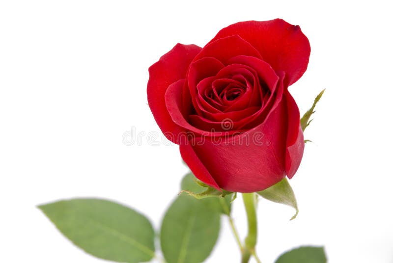 Isolated red rose on white background royalty free stock images