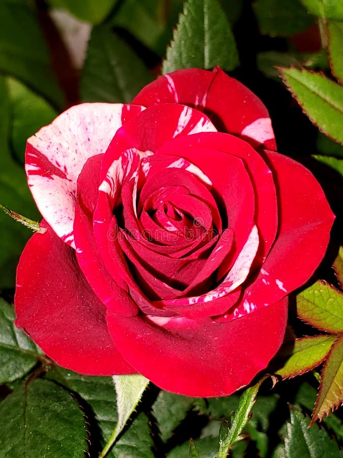 Isolated red and white rose stock photography Isolated red and white rose stock photography
