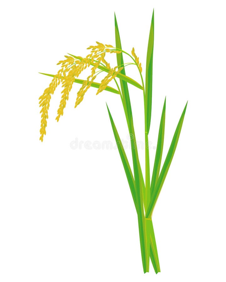 Isolated rice plant vector illustration Isolated rice plant vector illustration