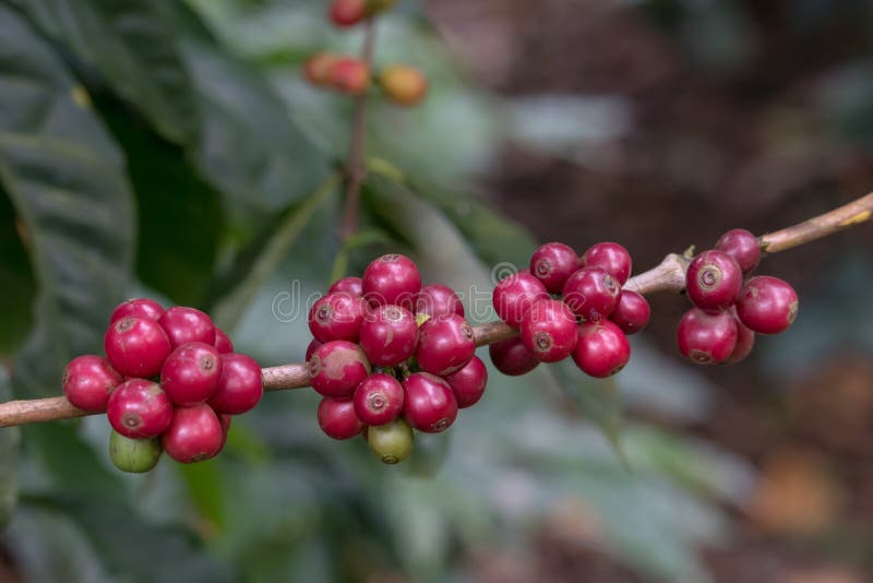 Isolated Ripe Coffee Berries in Tree Branch Stock Photo Image of beans, food 204748974