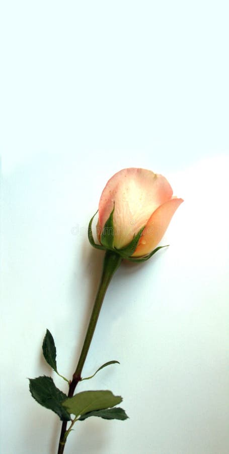 Isolated rose