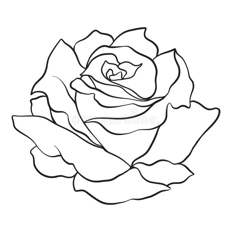 Isolated Rose. Outline Drawing. Stock Vector Illustration. Stock Vector -  Illustration Of Botanical, Decor: 99797194