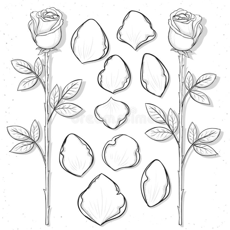 Isolated Rose And Petals Handmade In Sketch Style Sketch Flower Stock Vector Illustration Of Icon Doodle