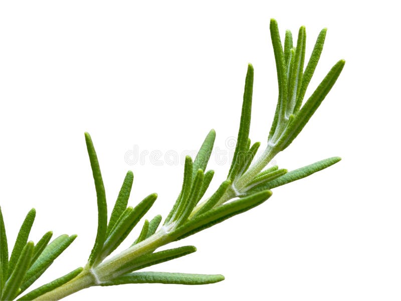 Rosemary Herb Flowers stock image. Image of plant, flora 16475673