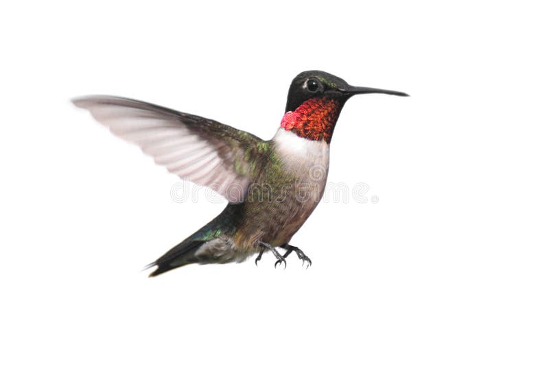Isolated Ruby-throated Hummingbird royalty free stock photo