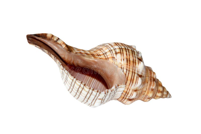 Isolated Sea Nautilus Shell