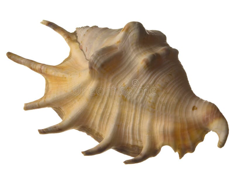 Isolated sea shell