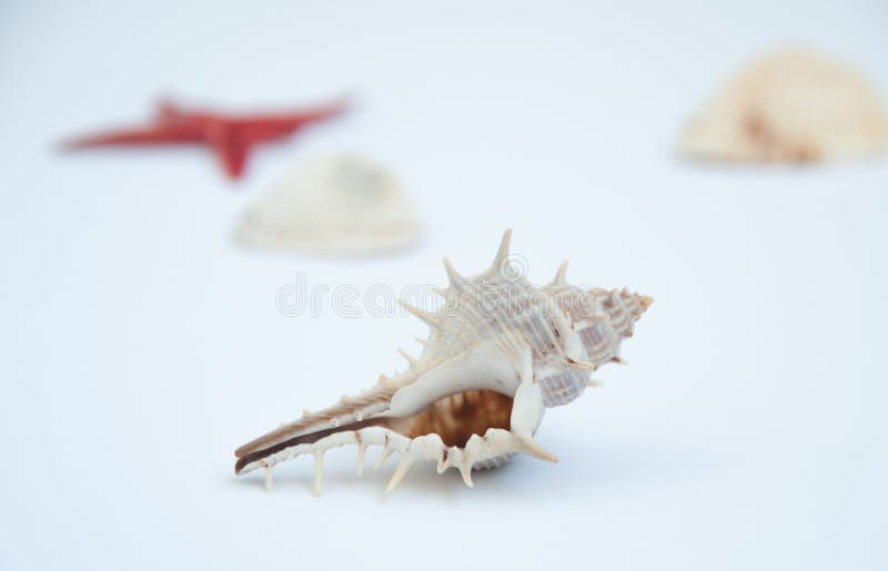 Isolated sea shell on white background. Blurred background. Sea shells and red sea star