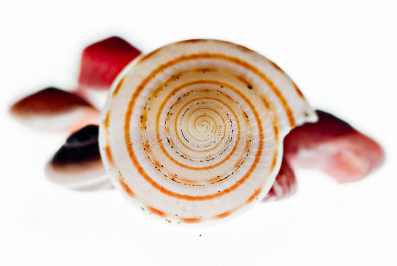 Array of sea shells isolated on a white background. Focus is on the conch shell in the middle front. Array of sea shells isolated on a white background. Focus is on the conch shell in the middle front.