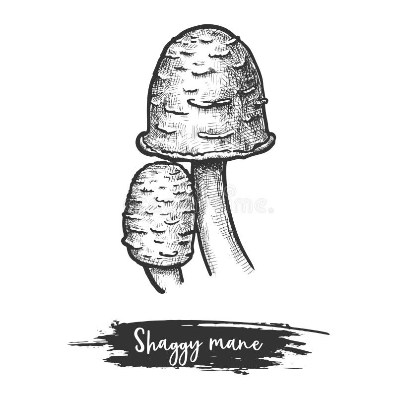 Isolated shaggy mane mushroom or lawyer s wig